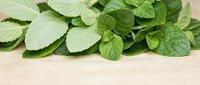 Fresh mint leaves scattered on wooden surface for culinary herbs cooking ingredients natural organic aromatherapy kitchen preparation.