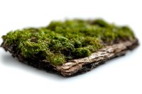 Green moss growing on old tree bark piece isolated on white background, natural forest detail macro photography for environmental and nature designs.