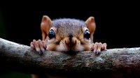 Curious squirrel peeking over tree branch with big eyes and tiny paws gripping wood, close-up portrait against dark background showing playful expression.