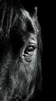 Close-up profile of horse head in monochrome, showing detailed eye and mane texture against dark background. Suitable for equestrian, animal, and wildlife design projects.