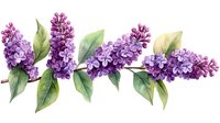 Purple lilac branch with green leaves in watercolor style on white background, botanical spring floral illustration for design and decoration.
