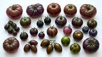 Assorted heirloom tomatoes in various sizes and colors arranged on white background, perfect for culinary designs and healthy eating concepts.