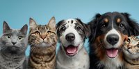 Group of happy pets including cats and dogs looking at camera with excited expressions against blue background for veterinary and pet care concepts.