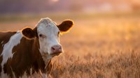 Young Holstein dairy cow calf standing in golden wheat field during warm sunset light creating peaceful rural farm scene for agricultural content.