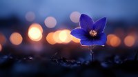Purple wildflower blooming at sunset with warm bokeh lights creating dreamy atmosphere for nature photography and spring garden designs.