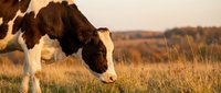 Brown and white cow grazing on golden meadow grass at sunset, with soft rural landscape in warm light background.