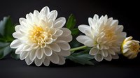 White dahlia flowers with soft yellow centers on dark background, elegant floral composition showing delicate petals and green leaves in dramatic lighting.