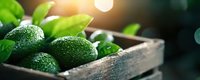 Fresh ripe limes with water drops in rustic wooden box against dark background with sunlight and bokeh effect, macro food photography.