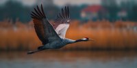 Sandhill crane in flight with outstretched wings soaring over wetland habitat during golden hour sunset with blurred natural background for wildlife photography.
