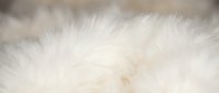 Soft white fluffy fur texture background with natural light creating gentle shadows and highlights for cozy winter design projects.