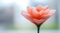 Delicate coral-pink lotus flower in full bloom against soft blurred background, petals displaying intricate detail and gentle translucence in morning light.