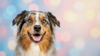 Happy Australian Shepherd dog with tongue out against colorful pastel bokeh background. Studio portrait of purebred herding dog with blue merle coat.