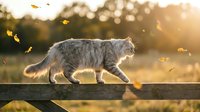 Gray tabby cat walking on wooden fence during golden hour sunset with autumn leaves falling and warm bokeh light background for pet photography.