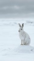 White mountain hare sitting in snowy winter landscape with overcast sky. Arctic wildlife adaptation and seasonal camouflage in cold weather environment.