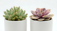Two colorful succulent plants in white ceramic pots isolated on white background for home decor and gardening design projects.