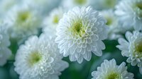 Beautiful white chrysanthemum flowers in full bloom with layered petals, perfect for wedding decoration, greeting cards and romantic floral backgrounds. Natural soft bokeh effect.