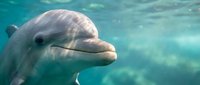 Friendly dolphin swimming in clear turquoise ocean water, showing detailed facial features and smooth skin texture for marine wildlife and nature content.