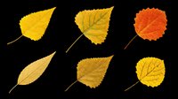Six autumn leaves in yellow, orange, and red tones, isolated on transparent background. Ready for seasonal clipart, stickers, t-shirt design, and print on demand projects.