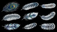 Set of nine detailed feathers including peacock and striped varieties, isolated on transparent background, ready for stickers, t-shirt design, sublimation, and print on demand.
