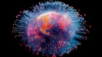 Vibrant cosmic explosion with glowing particles and light trails in pink, orange and blue colors against black background creates mesmerizing space art effect.