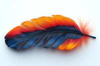 Vibrant orange and navy blue macaw feather isolated on white background, displaying natural gradient coloration and delicate texture for design projects.