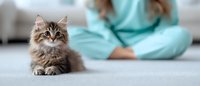 Adorable fluffy kitten with striped fur sitting on soft surface while veterinarian in scrubs sits blurred in background at animal clinic.