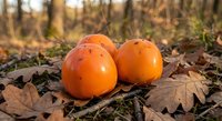 Fresh ripe persimmons lying on autumn leaves in forest setting. Seasonal harvest fruit concept for healthy eating and natural organic produce marketing.