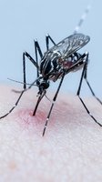 Mosquito feeding on human skin close-up macro shot showing detailed insect anatomy and blood-sucking behavior for medical and educational content.