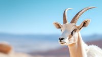 Majestic dama gazelle close-up portrait showing distinctive curved horns and white facial markings against blurred natural background, wildlife photography.