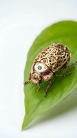 Steampunk mechanical beetle with intricate golden gears and gemstones resting on green leaf against white background for creative design projects.