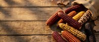 Colorful corn cobs in wicker basket on rustic wooden table background with warm sunlight creating natural shadows for autumn harvest decoration.