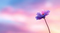 Single purple cosmos flower against dreamy pastel sky background with pink and blue gradient colors, perfect for greeting cards.