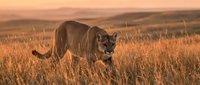 Powerful lioness stalking through golden grassland during sunset with warm orange light illuminating the savanna landscape and distant hills.
