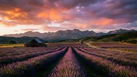 Lavender field rows stretching toward dramatic mountain range under vibrant sunset sky with purple and orange clouds creating scenic agricultural landscape.