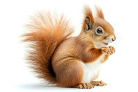Red squirrel with fluffy tail isolated on white background, side view of wild animal holding food in paws. Ready for design projects and commercial use.
