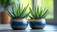 Two zebra haworthia succulents in blue ceramic pots against blurred background. Decorative houseplants for modern interior design and home decor styling.