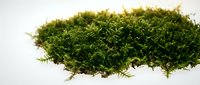 Lush green moss isolated on white background, ready for design projects, botanical illustrations, nature graphics, and eco-friendly branding materials.