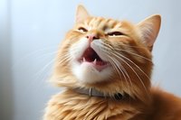 Ginger cat with funny facial expression showing teeth and whiskers against light background. Close-up portrait of smiling orange tabby cat displaying playful mood.