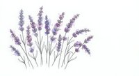 Hand-drawn lavender flowers with delicate purple blooms and green stems isolated on white background for aromatherapy and botanical design projects.