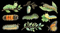 Caterpillar and butterfly lifecycle stages isolated on transparent background, ready for clipart, t-shirt design, stickers, sublimation, and print-on-demand products.