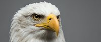 Bald eagle head close-up with white feathers, yellow beak and piercing eye against neutral gray background, suitable for wildlife, nature and patriotic design projects.