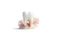 Anatomical model of molar tooth with coral decoration on white sand base showing dental root structure and crown for dentistry education and health concepts.