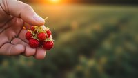 Hand holding fresh ripe strawberries at sunset in agricultural field. Organic farming harvest concept for healthy eating and natural food production.