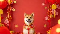 Happy Shiba Inu dog wearing traditional red collar with golden decorations surrounded by Chinese New Year lanterns and festive ornaments on red background.