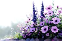 Purple and pink garden flowers with delphinium spikes and anemones creating romantic summer border arrangement against soft blurred background for garden design and landscaping.