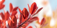 Vibrant red autumn leaves on branch with soft bokeh background, showcasing seasonal foliage transformation in natural light.