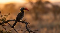 African hornbill bird perched on thorny acacia branch during golden hour sunset in savanna wilderness with warm bokeh background for wildlife photography.