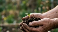 Farmer hands holding soil with young seedling sprout, sustainable agriculture and environmental conservation concept.