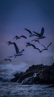 Flock of seagulls flying over rocky coastline at twilight with purple sky and ocean waves crashing against rocks creating dramatic seascape scene.