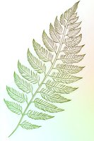 Delicate fern leaf line art in gradient green and gold tones on soft pastel background, isolated botanical illustration for nature-inspired designs.